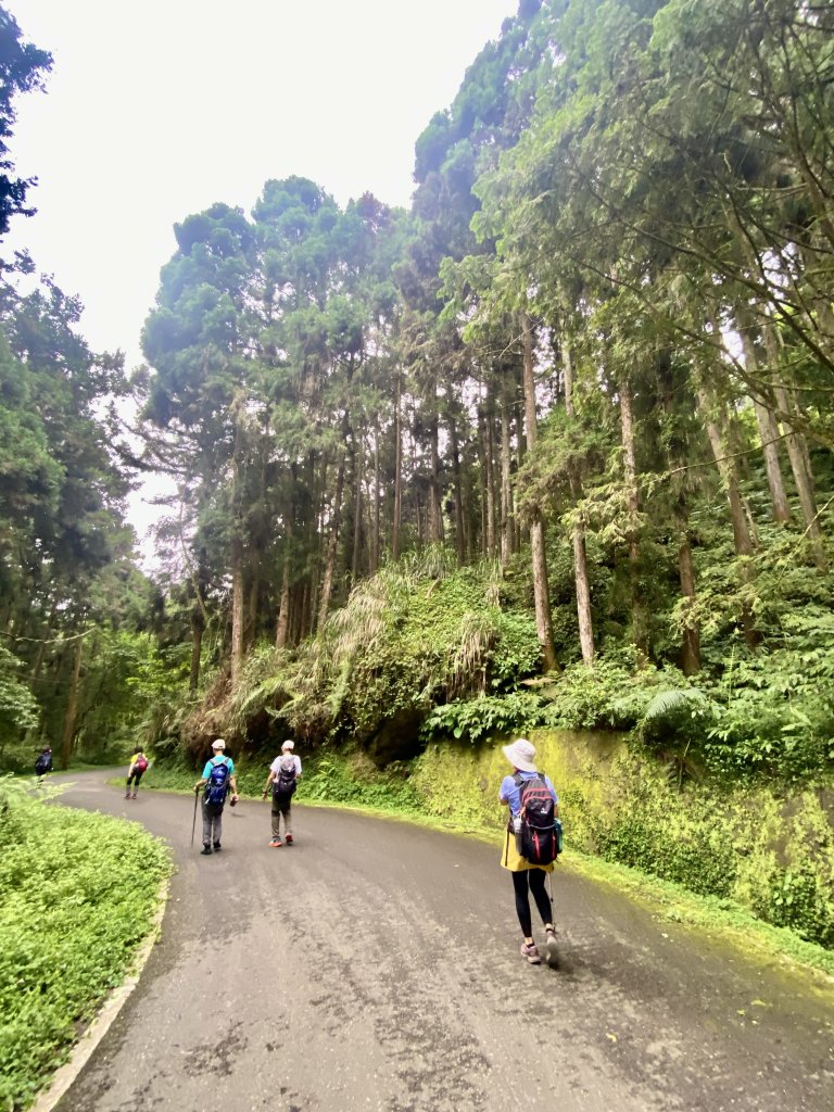避暑勝地--溪頭    2024.6.20_2534822
