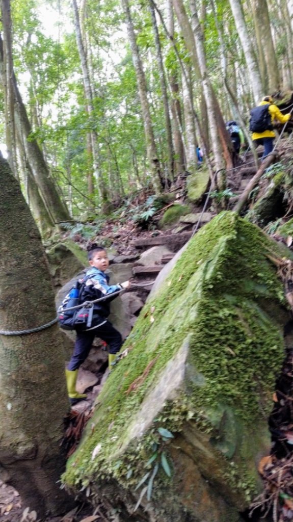 雨中的加里山步道封面圖