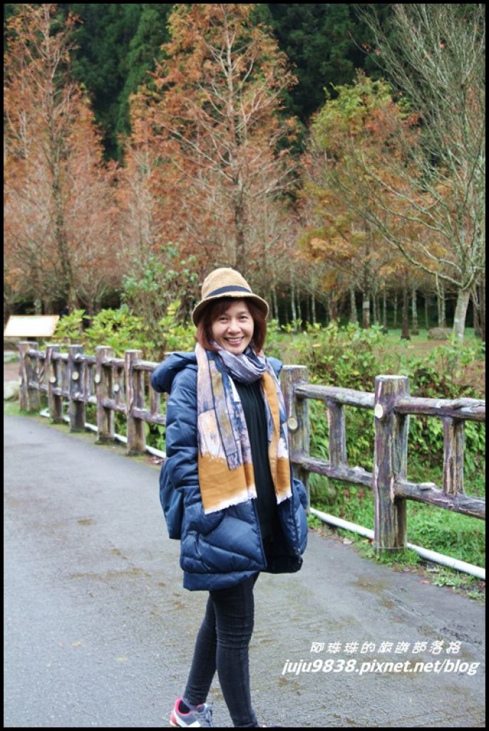 杉林溪。雲海。楓紅。浪漫水杉林。漫步穿林棧道_223238