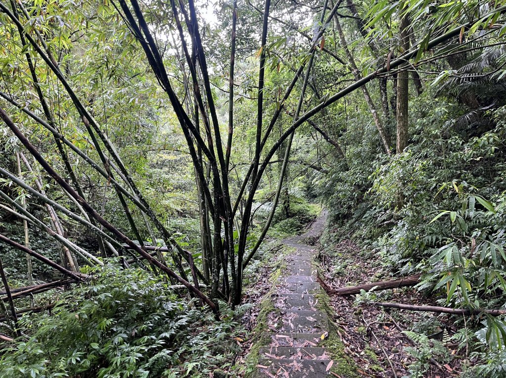 [微笑山線_第十一段] 2025_0803 五分山系_平溪小黃山段_2851052