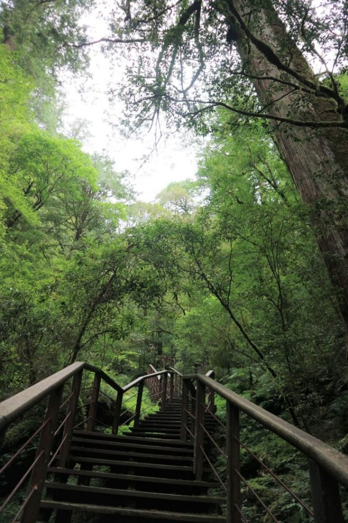 〔桃園復興〕拉拉山巨木，史詩級魔幻森林，75公頃紅檜 扁柏森林浴_2237016