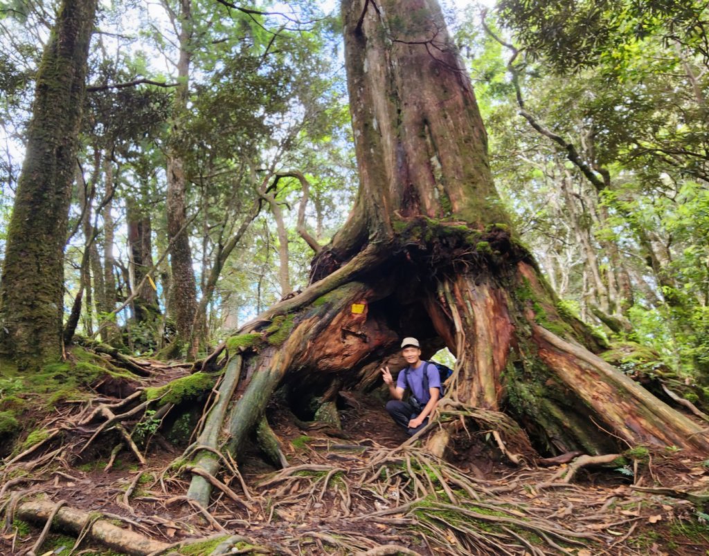 【中級山】是誰，在森林裡施放了魔法與巫術，幽靈草，如此魅惑，魔幻森林塔曼山_2743694