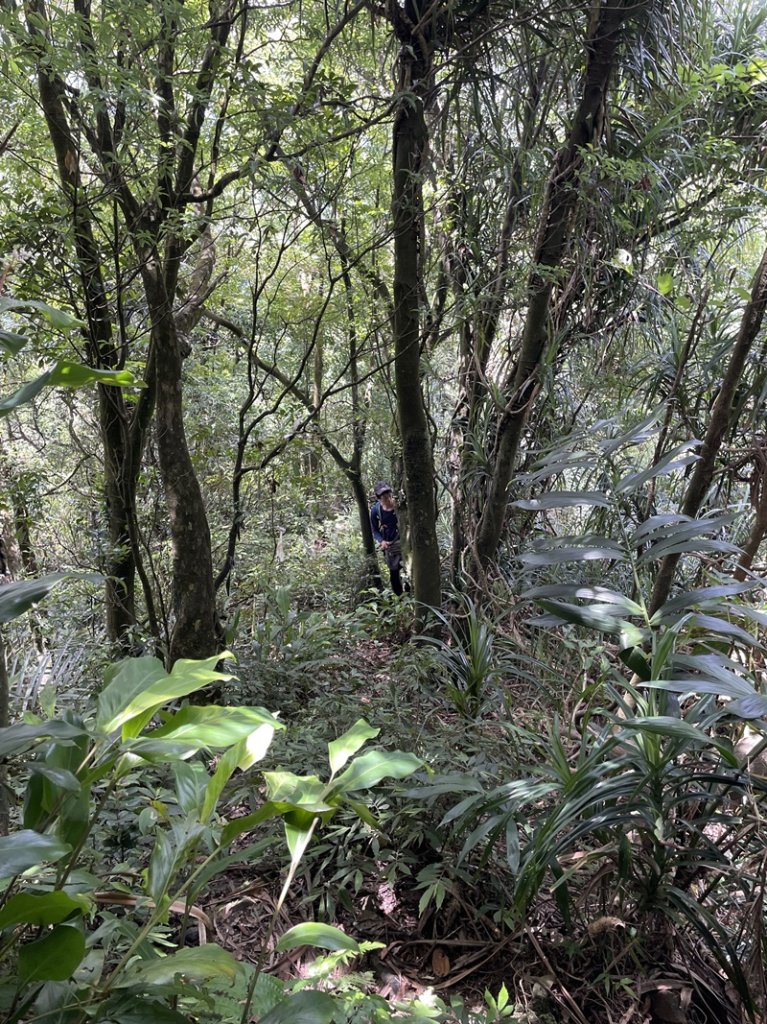 蛇子形古道_2511191