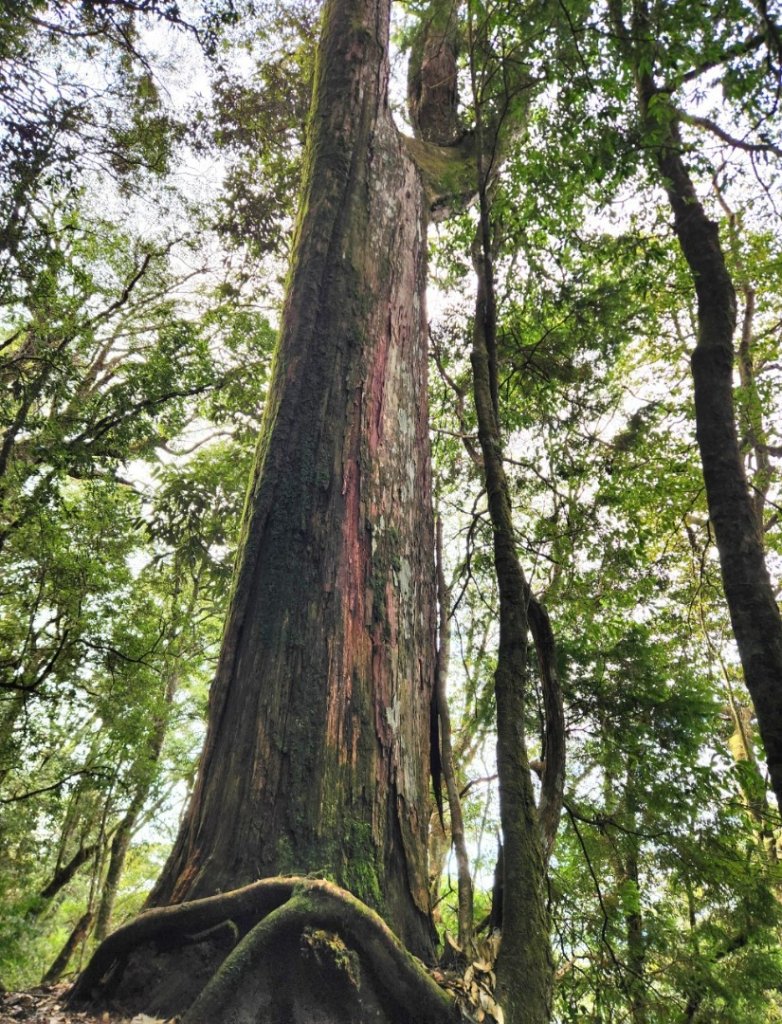 【中級山】谷關七雄八仙山_2745039
