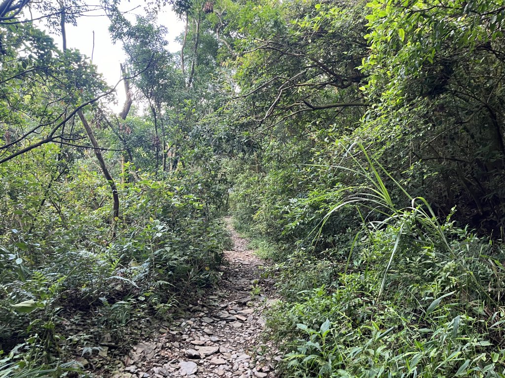 [屏步青雲 尋寶任務-01/10] 2024_0914 德文山步道(觀望山)_2596934