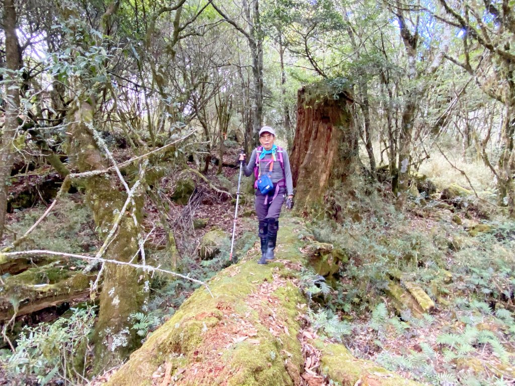 南橫小關山林道登斯拉巴庫山 202116_1233237