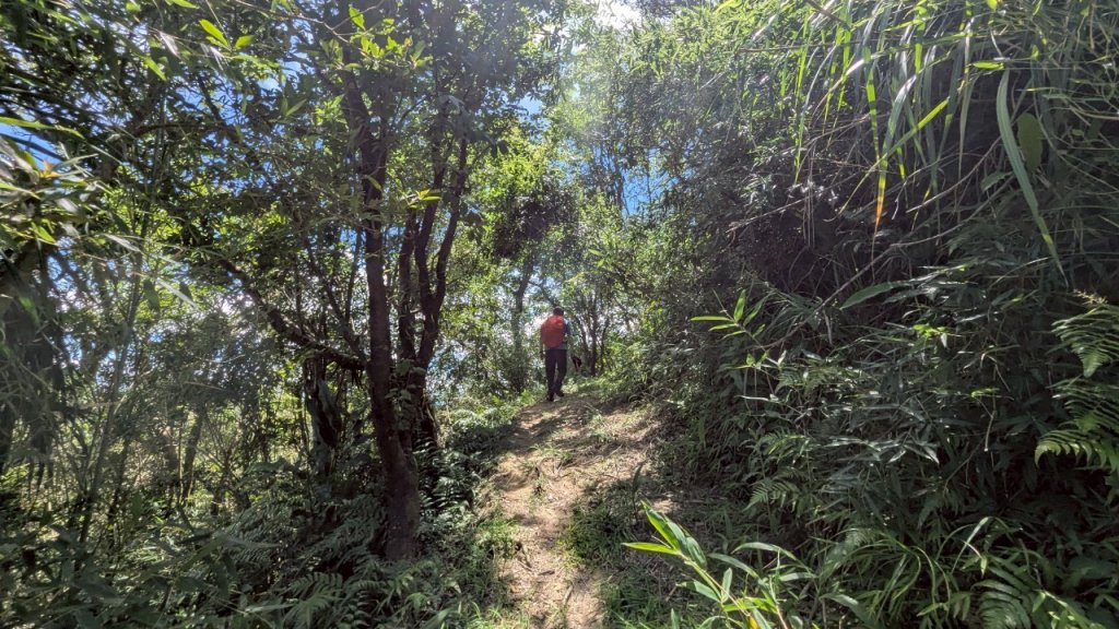 114.06.28內平林山-番子坑山-平湖森林遊樂區之O型_2824217