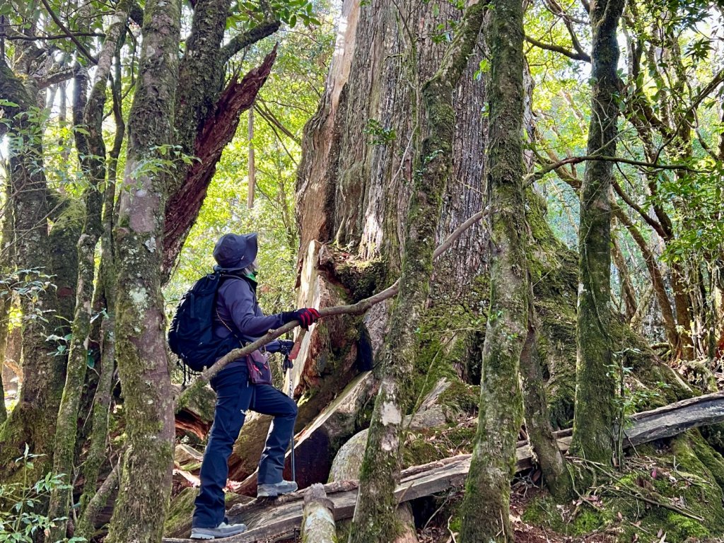 船型山環走大雪山210林道封面圖
