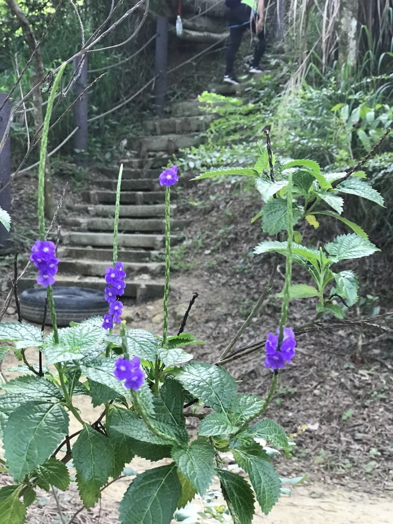 109年6月28日大社觀音山_1032696