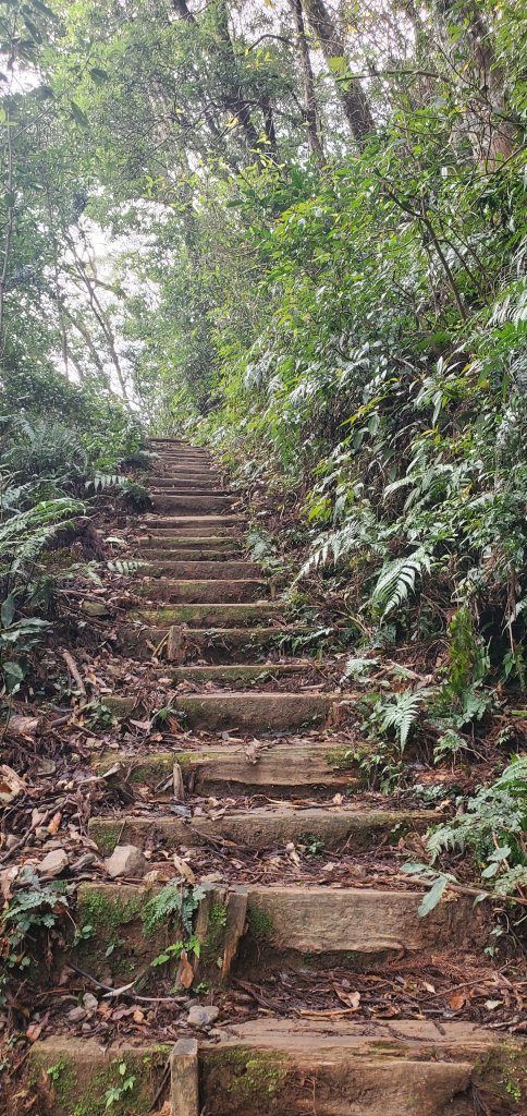 2024-02-24東滿步道_2437364