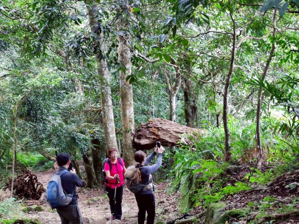 馬那邦山（珠湖登山口）_2933946