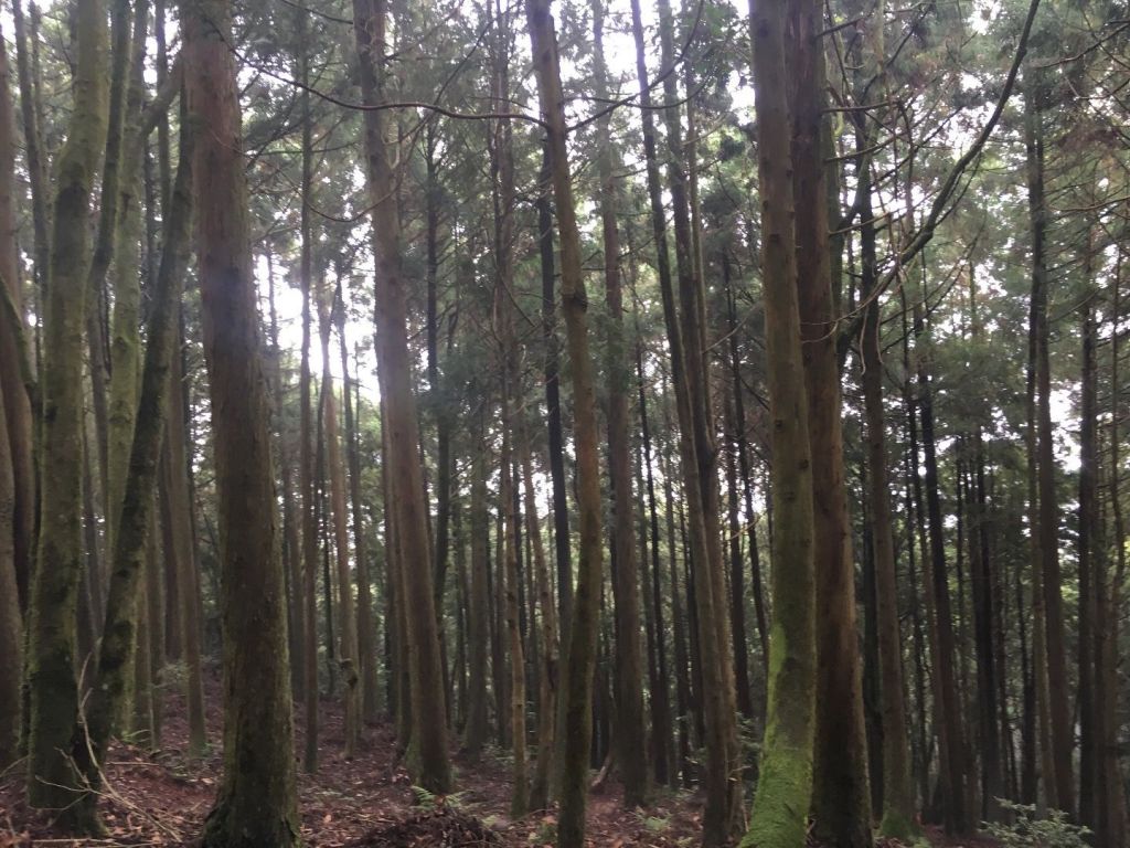觀霧檜山巨木森林步道_171788
