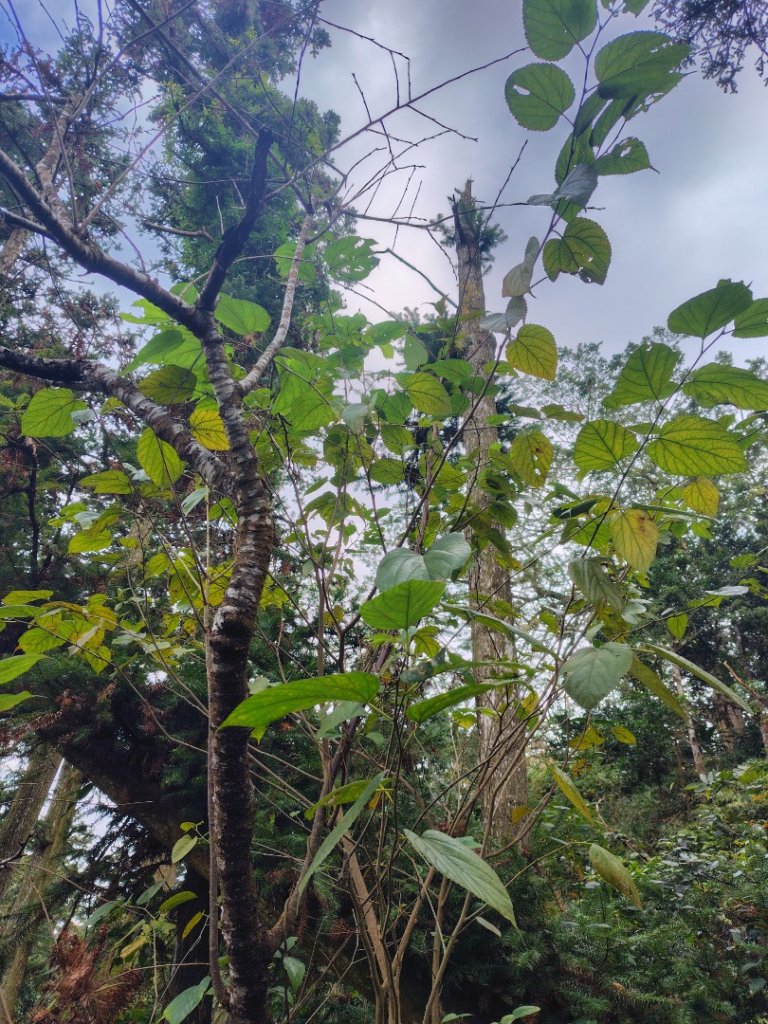 鳳鳴古道 鳳鳴山 南隘勇（南長城）古道 三湖山 八達嶺（龍骨）古道 綠色古道 延平古道_2975235
