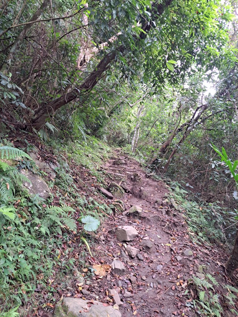 砂卡礑二日行D1：得卡倫步道→大禮部落→砂卡礑林道→立霧山→大同部落20231202_2368227
