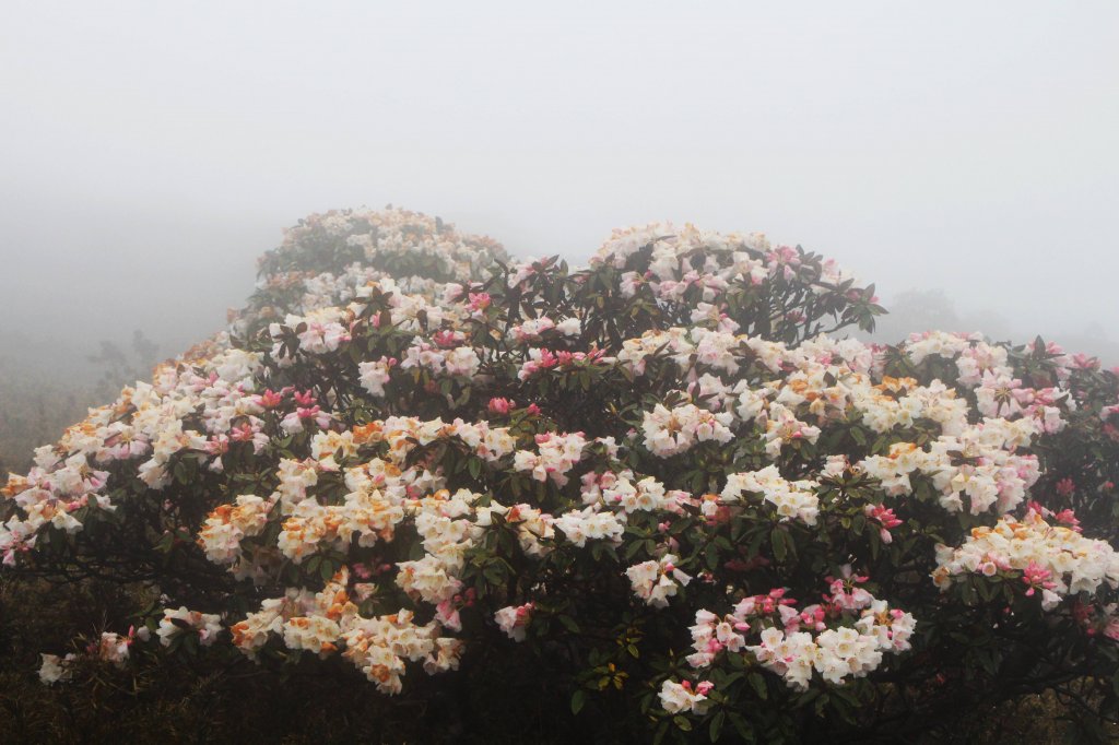 南湖煙雨 帝王下杜鵑群芳出塵仙姿 ! _589535