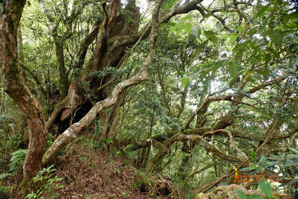 桃園 復興 夫婦山_1751613