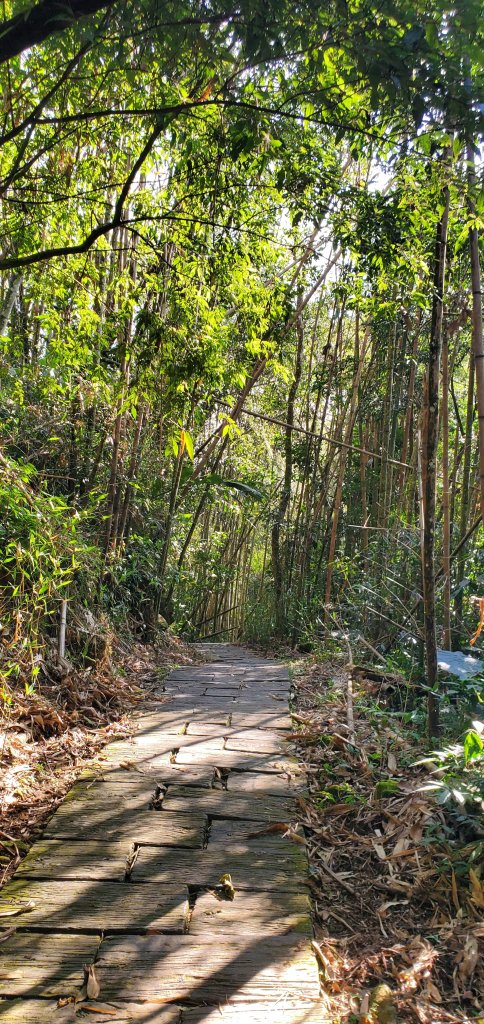 2025-01-30迷糊步道_2704445