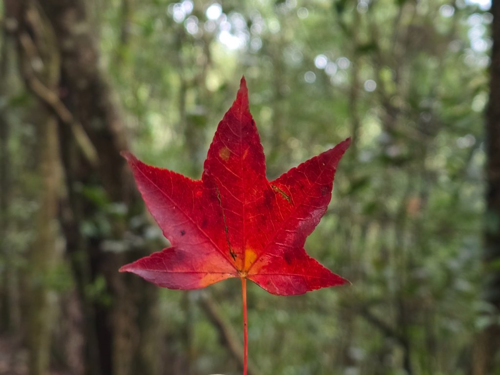 馬那邦山之雲海／雲瀑／楓紅／太陽琉璃光_2676345