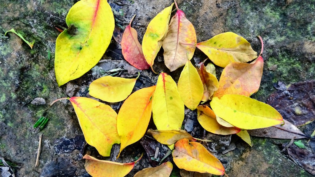 花花世界封面圖