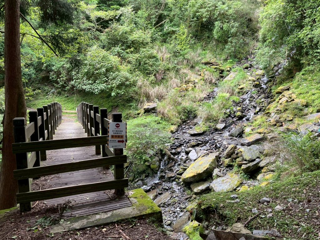 新竹 五峰 觀霧國家森林遊樂區 蜜月小徑+檜山巨木群步道_2811455