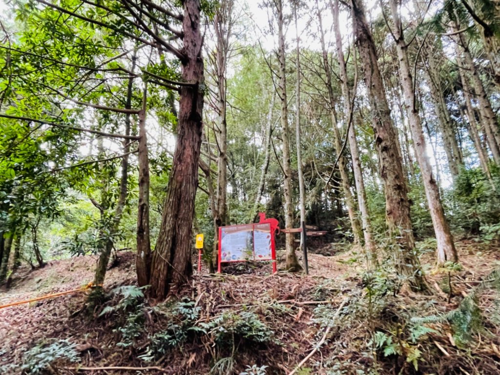 1111104二訪雪見大板根_1899323