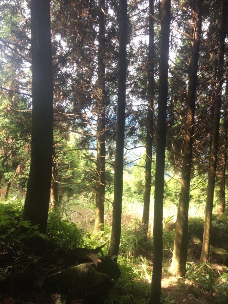 無名山、大坪山、加里山8字走、雲海看到飽_1924811