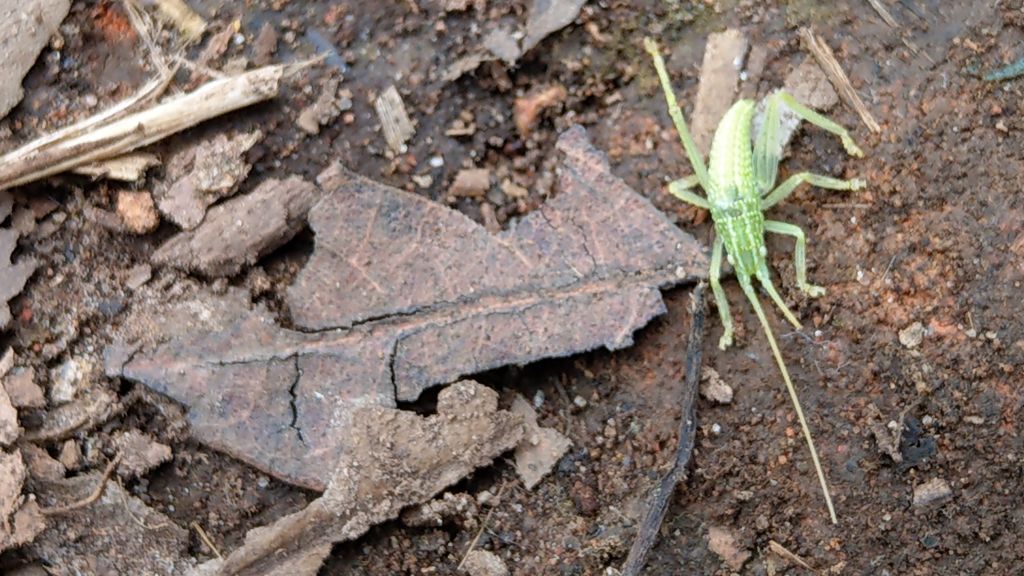 鵝公髻山之花_400811