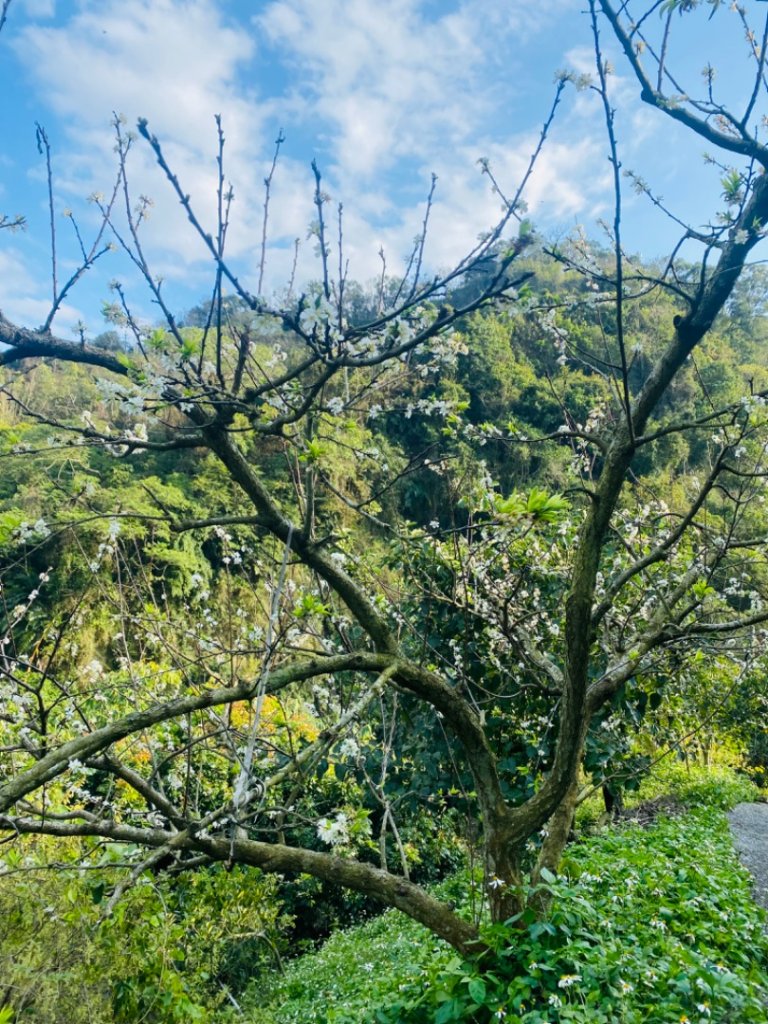 聚興山#40號小百岳_1619559