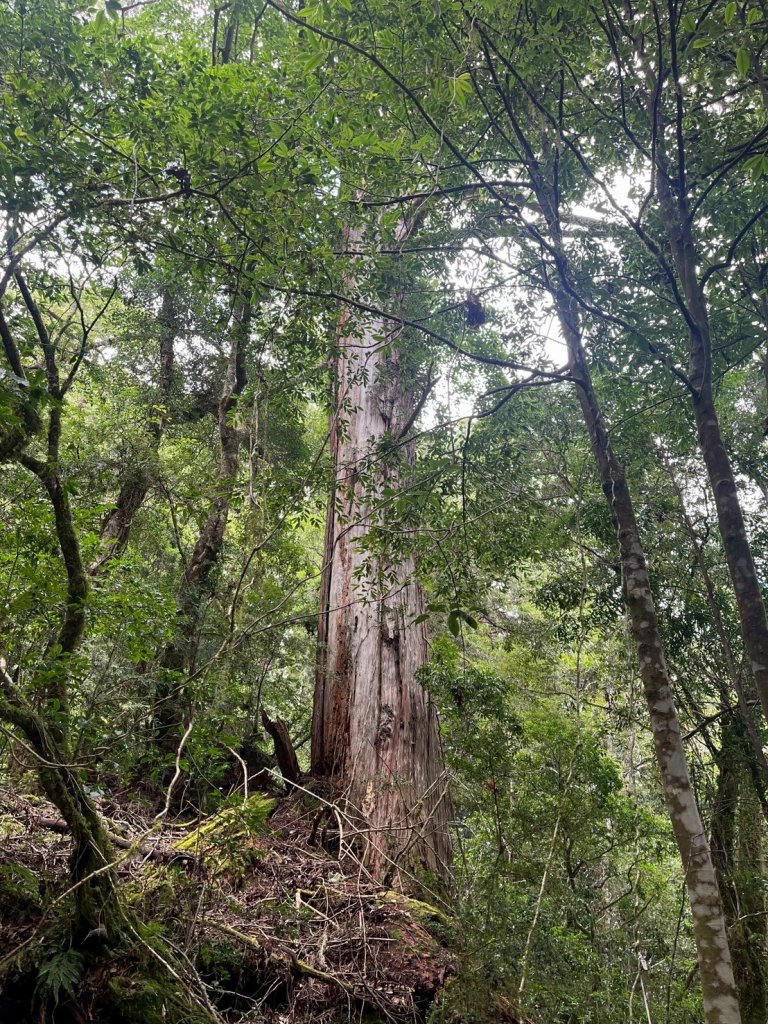 新竹 尖石 鎮西堡巨木群步道A線巨木群 毒龍潭_2884746