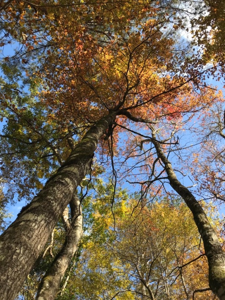 霞喀羅古道_252204