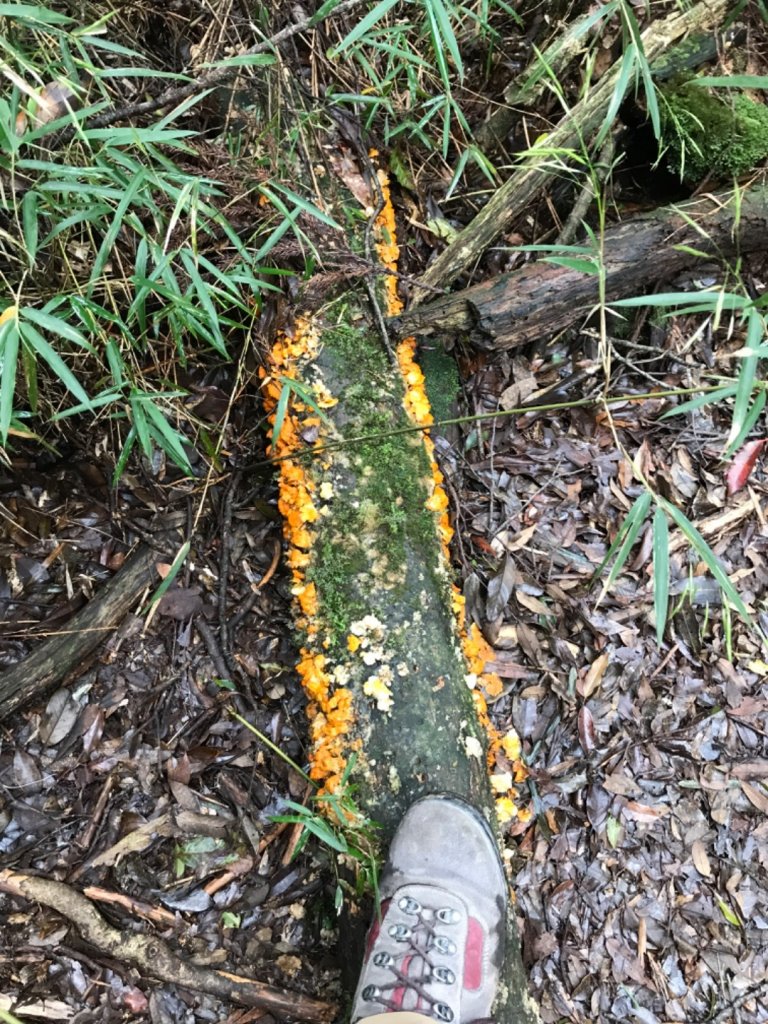 哈勘尼山-河谷O型_908616