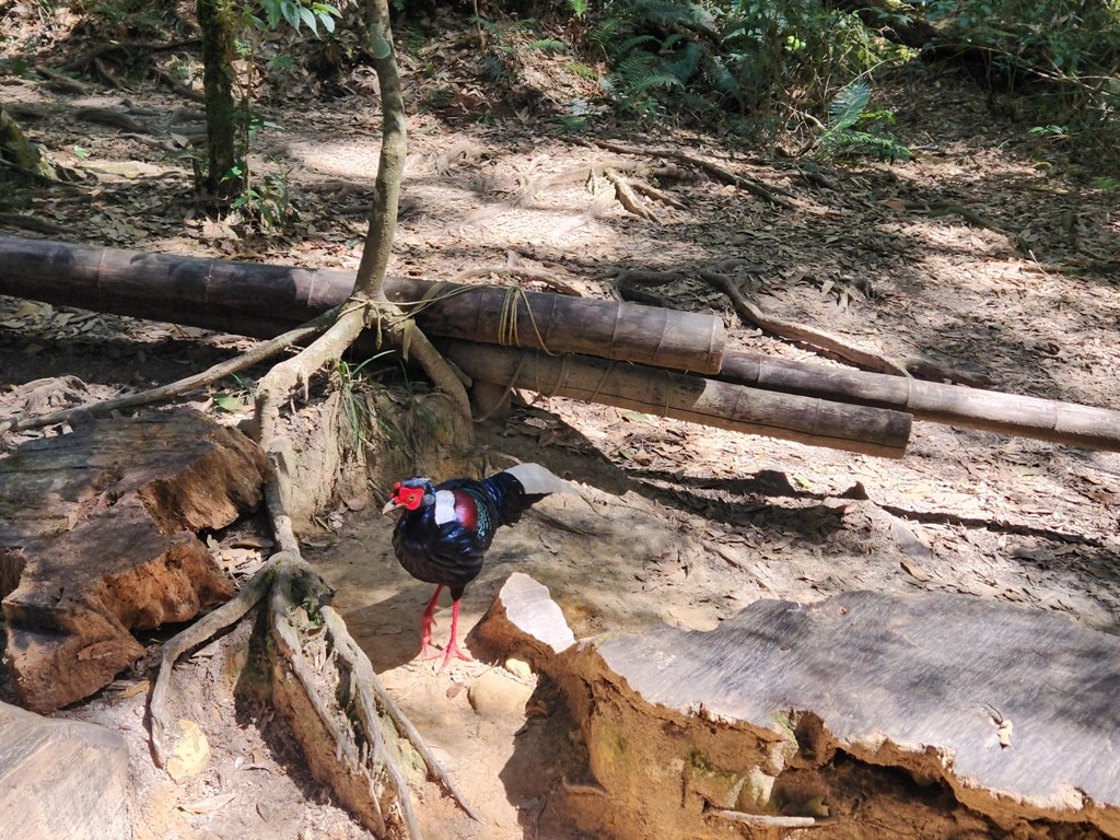 【南投】留龍頭連走金柑樹山及嶺頭山_2040872