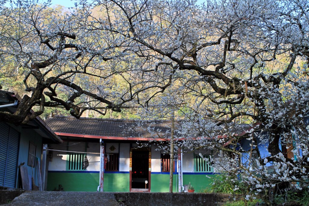 【南投~信義 】牛稠坑賞梅_1254906