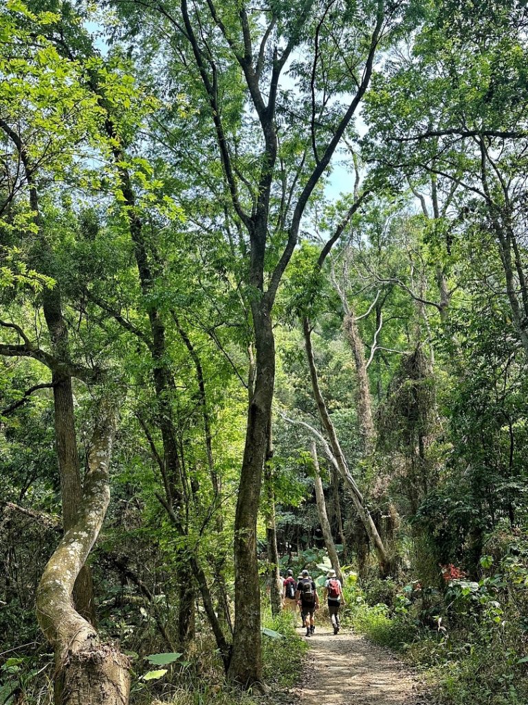 田中 森林公園 蜀葵花田 九重葛_2107148