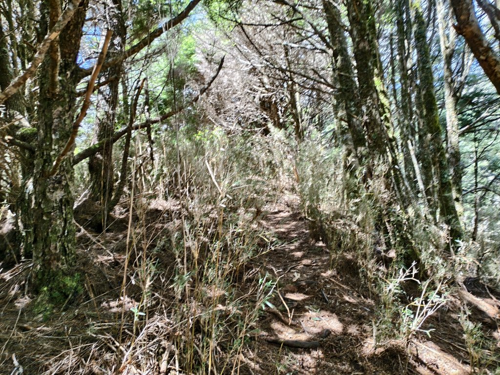 北一段(10/14)馬比杉山 2025_0906~13_2887124