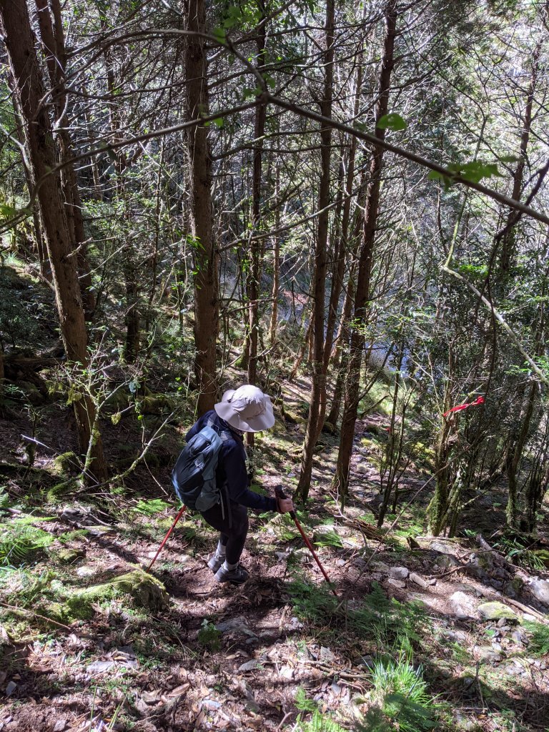 【高雄桃源】小關山林道上小關山_1275142