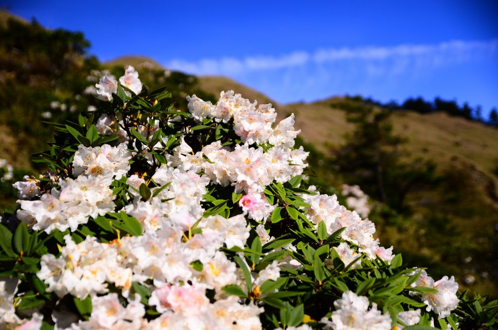 小奇萊步道高山杜鵑花季_326924