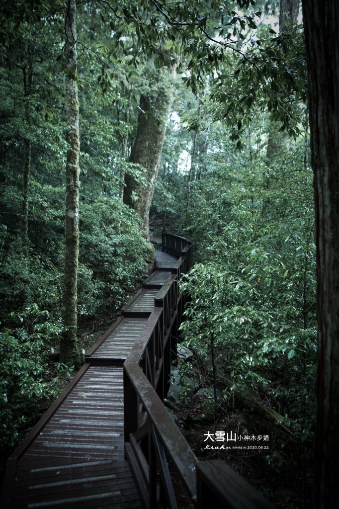 大雪山小神木步道_1103128