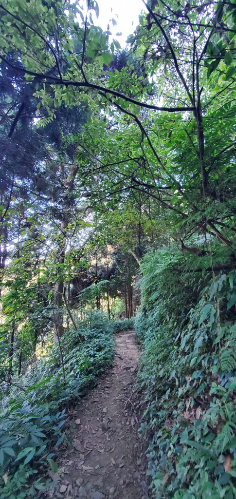 2023-11-25溪頭鳳凰山步道_2360965