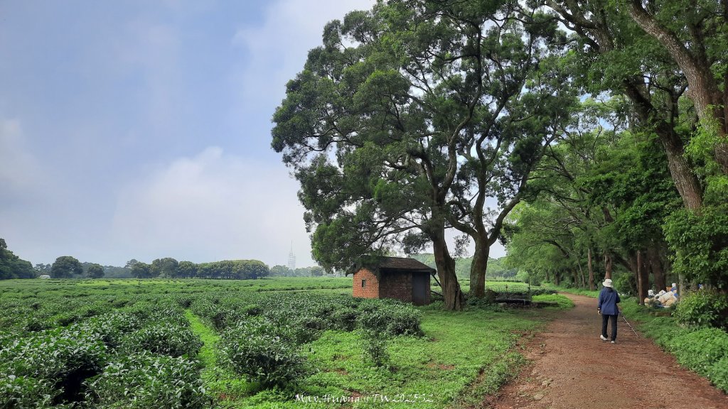 《苗栗》桐花茶園｜四月雪小徑登慈濟山三義山20250427_2771313