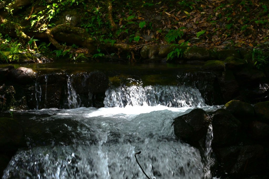 2025_0628 大羅蘭溪古圳步道(福山馬岸)_2825216