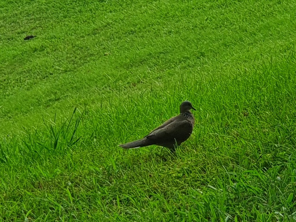 文心森林公園_1457114