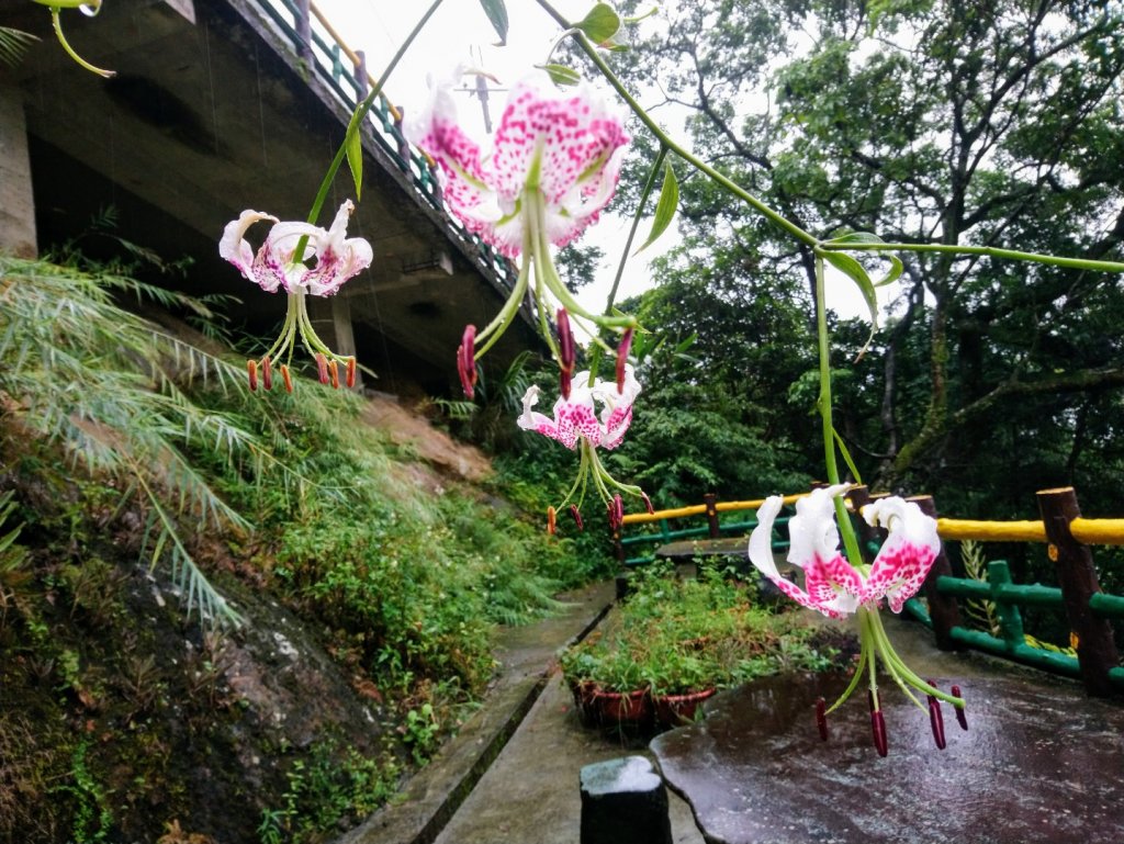 嶺腳寮山、望谷瀑布、靈巖寺滴水觀音O走_1104490