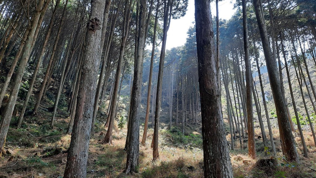 《台中》訪一葉蘭｜大雪山210林道（船型山林道）上烏石坑山20230412_2111393