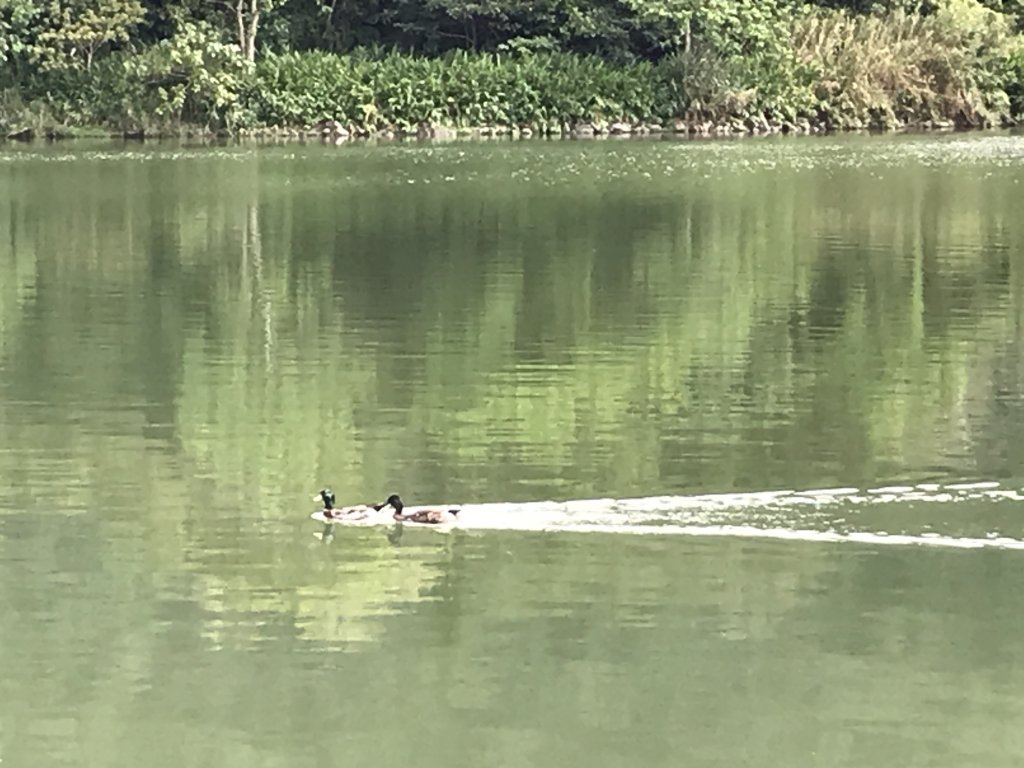 20210423梅花湖環湖步道_1369645