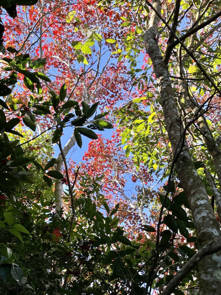 馬拉邦山-楓情萬種_1545597