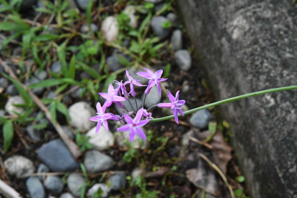 2016_0626_台北植物園步道_2083156