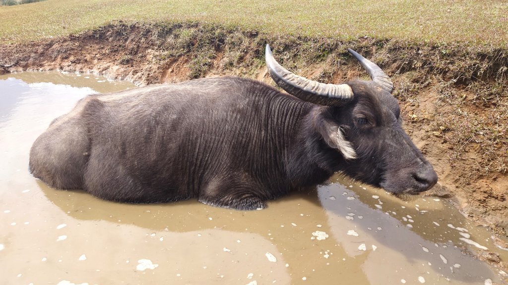 陽明山坪頂古圳道上北五指山經石梯嶺竹篙山下瑪礁古道O型_2714153