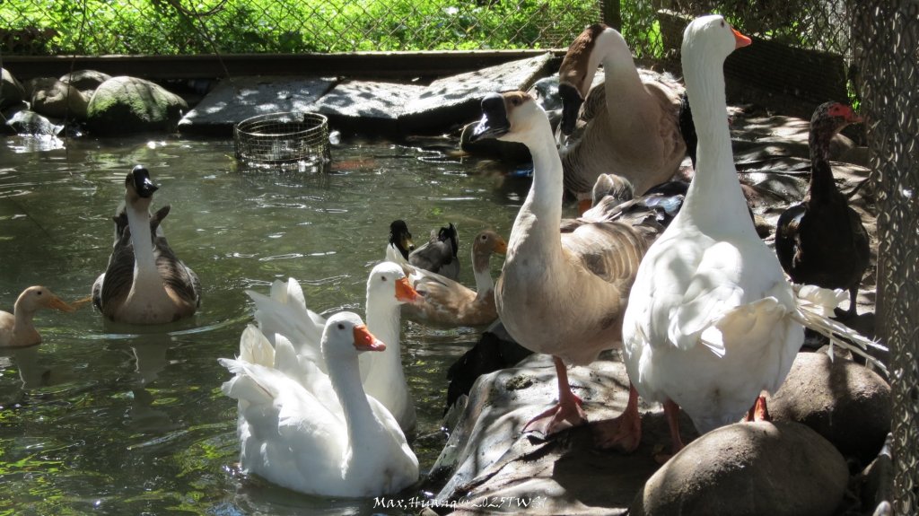 《台中》落雨松季｜石岡挑物古道O繞下情人木橋20250112_2687648