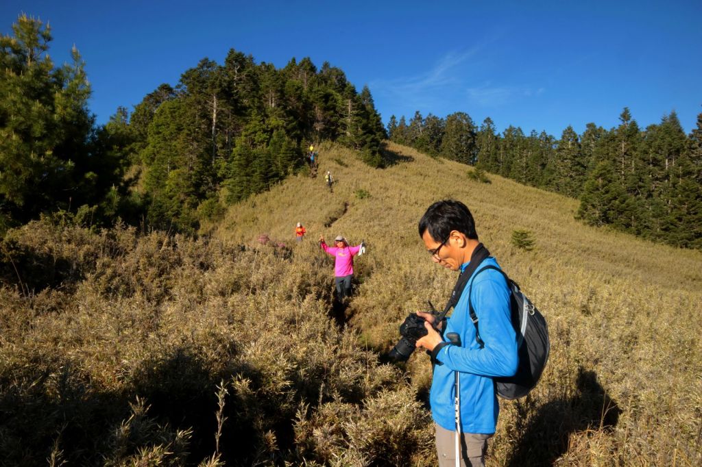 武陵二秀賞紅毛杜鵑_335793